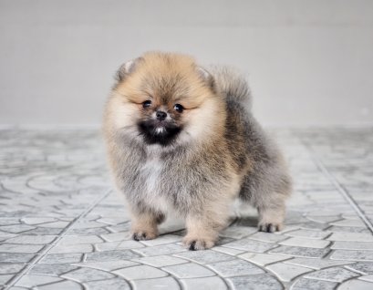 น้องปอม เพศเมีย สีส้ม ไซร์เล็ก 