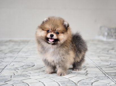 น้องปอม เพศเมีย สีส้ม หน้าสั้น 