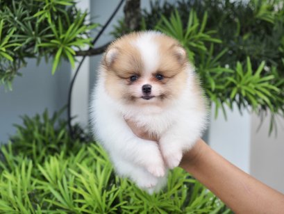 น้องปอม เพศผู้ สีปาร์ตี้ 