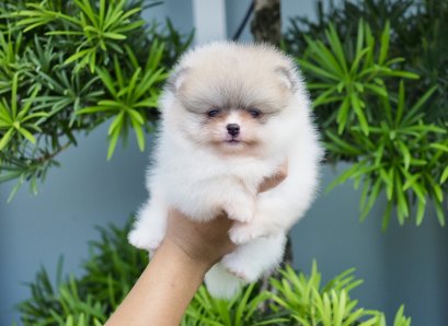 น้องปอม เพศผู้ สีปาร์ตี้ 