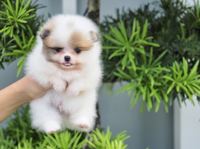 น้่องปอม สีปาร์ตี้ เพศผู้ 