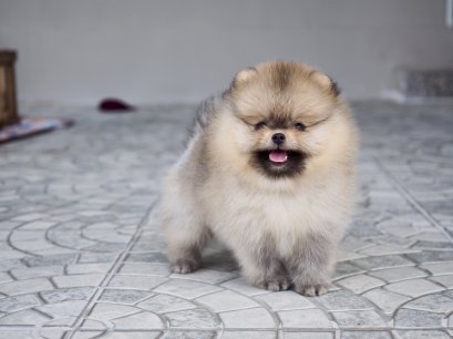 น้องปอม เพศผู้ สีส้ม ลูกแชมป์ 