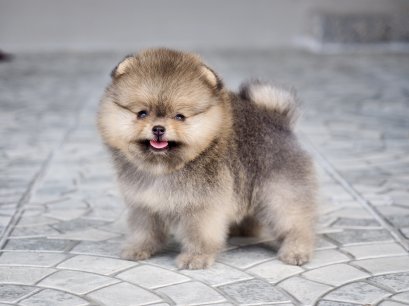 น้องปอม เพศผู้ สีส้ม ลูกแชมป์ 