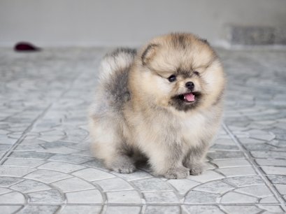 น้องปอม สีส้ม เพศผู้ ลูกแชมป์ 