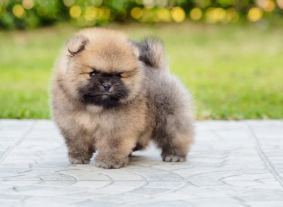 น้องปอม เพศผู้ 