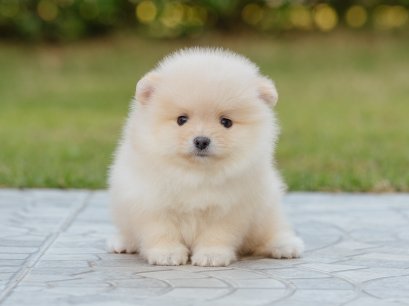 น้องปอม เพศผู้ สีครีม 