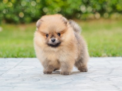 น้องปอม เพศเมีย ทีคัพ 