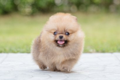 น้องปอม เพศเมีย ทีคัพ 
