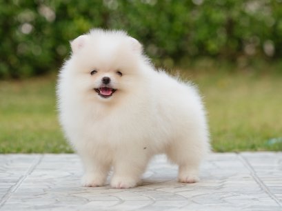 น้องปอม เพศผู้ สีขาวครีม 