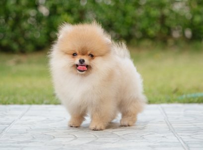 น้องปอม เพศผู้ ไซร์เล็ก 