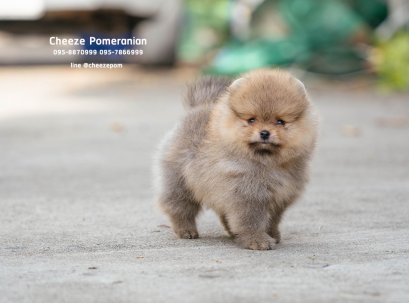 น้องปอม สีส้ม เพศเมีย 