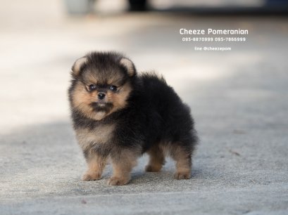 น้องปอม เพศผู้ สีแบคแทน 