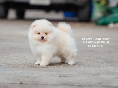 น้องปอม เพศผู้ สีครีม 