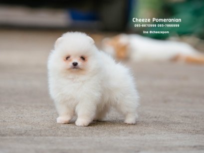 น้องปอม เพศผู้ สีครีม 