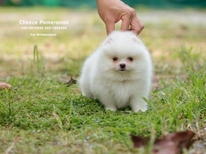 น้องปอม สีขาว เพศผู้ 
