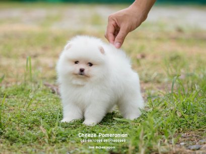 น้องปอม สีขาว เพศผู้ 