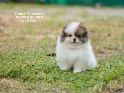 น้องปอม สีปาร์ตี้ เพศผู้ 