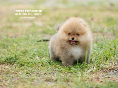 น้องปอม เพศเมีย สีส้ม ทีคัพ 