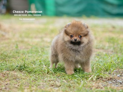 น้องปอม สีส้ม เพศเมีย 