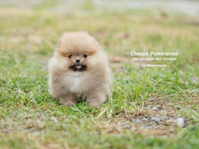 น้องปอม สีส้ม เพศเมีย ทีคัพ 