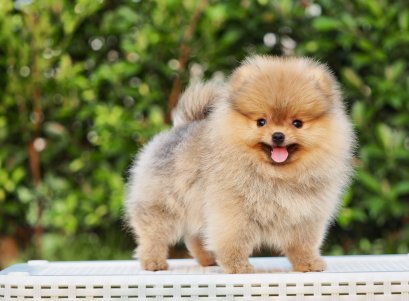 น้องปอม เพศเมีย สีส้ม ไซร์เล็ก 