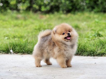 น้องปอม เพศเมีย สีส้ม ไซร์เล็ก