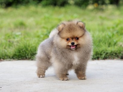 น้องปอม เพศเมีย สีส้ม 