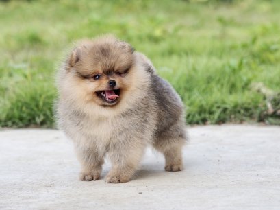 น้องปอม เพศเมีย สีส้ม ไซร์เล็ก 