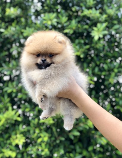 น้องปอม เพสเมีย สีส้ม หน้าสั้น 