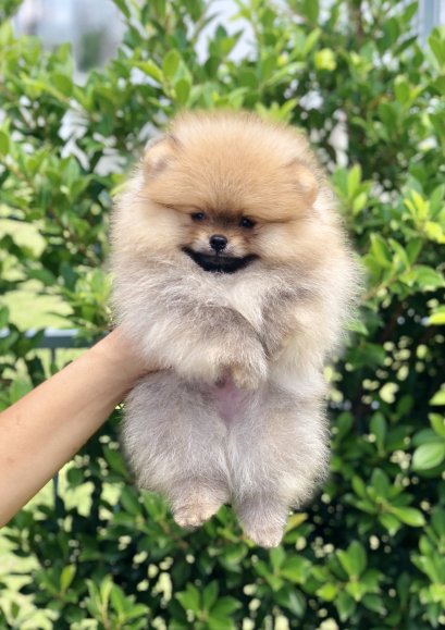 น้องปอม เพศผู้ เกรดสวย หน้าสั้น 