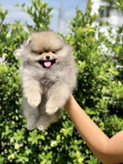 น้องปอม เพศผู้ สีส้ม หน้าหมี ขนแน่น ขาใหญ่ 