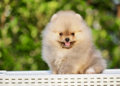 น้องปอม เพศเมีย ทีคัพ