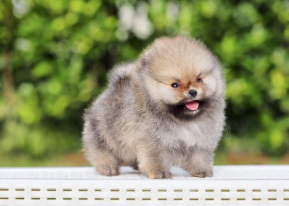 น้องปอม เพศเมีย สีส้ม ทีคัพ  