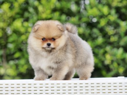 น้องปอม เพศผ้ หน้าหมี