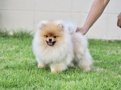 น้องปอม เพศผู้สีส้ม 7 เดือน