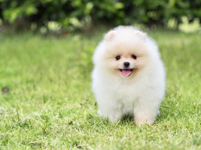 น้องปอม สีขาวครีม เพศผู้ 