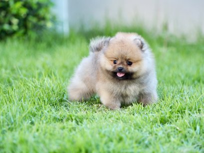 น้องปอม เพศเมีย สีส้ม ไซร์เล็กหน้าสั้น 