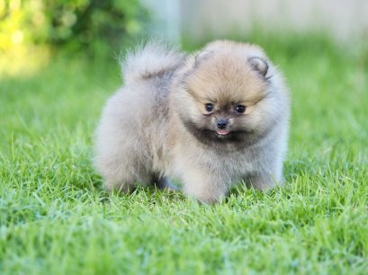 น้องปอม เพศเมีย สีส้ม 