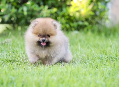 น้องปอม เพศผู้ สีส้ม 