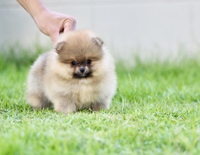 น้องปอม เพศเมีย สีส้ม 