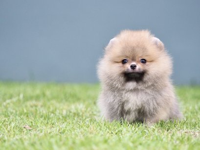 น้องปอม เพศผู้ สีส้ม ไซร์เล็ก 