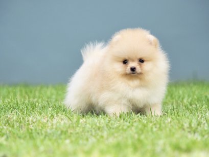 น้องปอม เพศเมีย สีครีมส้ม 