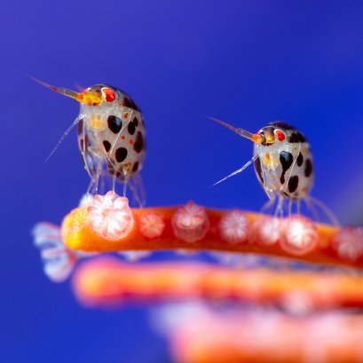 BLANCPAIN Ocean Commitment