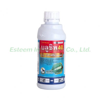 บลูชิพ 40