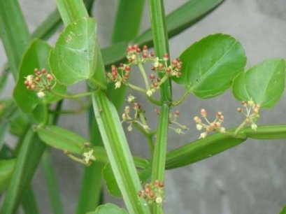 การทำแบรนด์