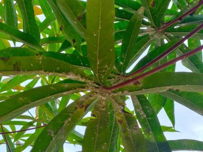 โครงการส่งเสริมและป้องกันศัตรูพืช ประจำปี ๒๕๖๕