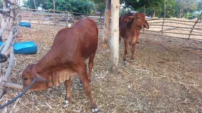 โครงการส่งเสริมการเลี้ยงสัตว์ตามหลักเศรษฐกิจพอเพียง ประจำปี ๒๕๖๔