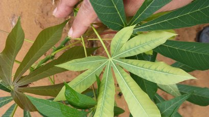 โครงการส่งเสริมและป้องกันศัตรูพืช ประจำปี ๒๕๖๔