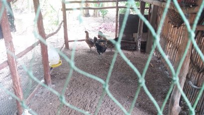 โครงการส่งเสริมและป้องกันโรคระบาดในสัตว์เลี้ยง ประจำปี ๒๕๖๓