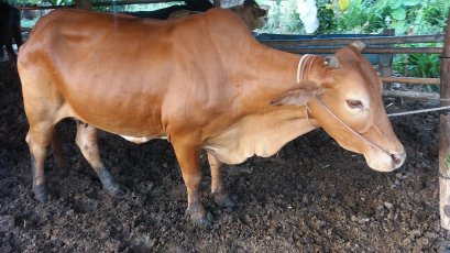 โครงการส่งเสริมการเลี้ยงสัตว์ตามหลักเศรษฐกิจพอเพียง ประจำปี ๒๕๖๓